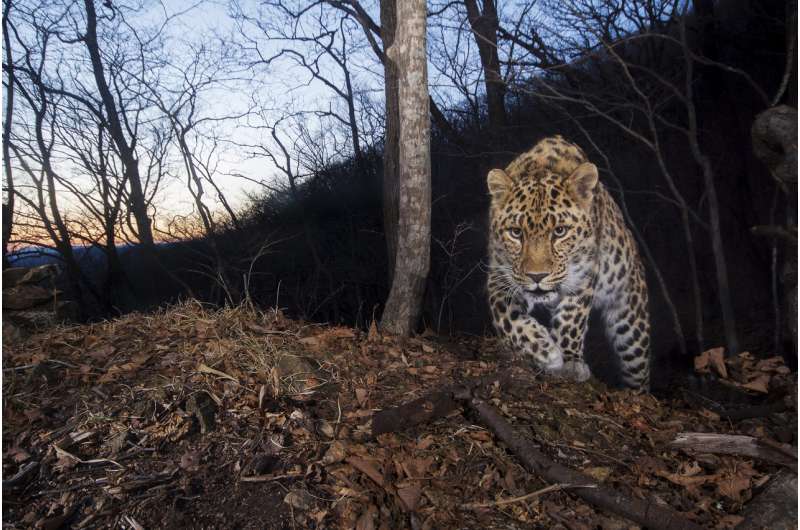 Study finds 84 highly endangered Amur leopards remain in China and Russia