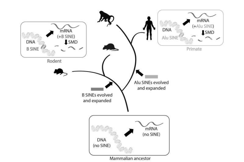 Study finds convergent evolution of gene regulation in humans and mice
