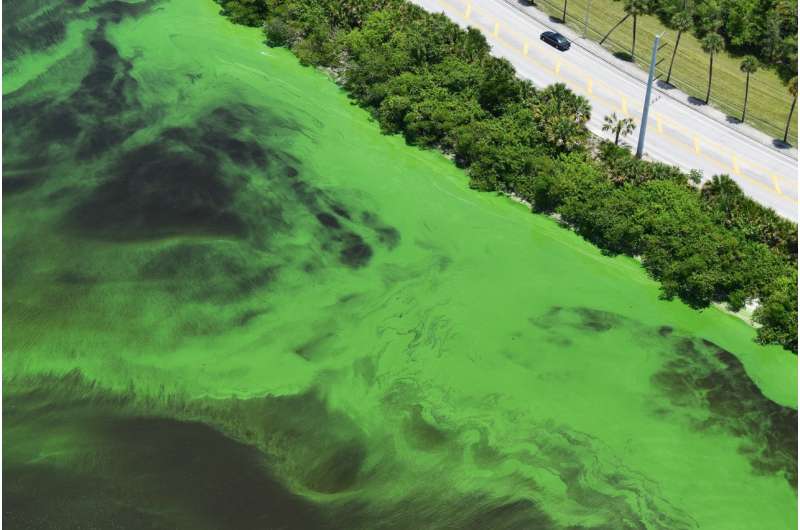 Study finds source of toxic green algal blooms and the results stink