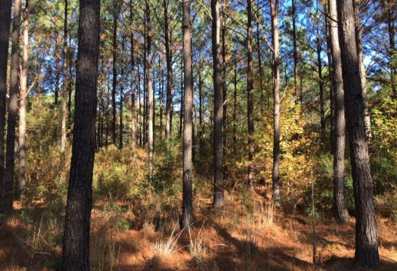 Study forecasts growth rates of loblolly pine trees