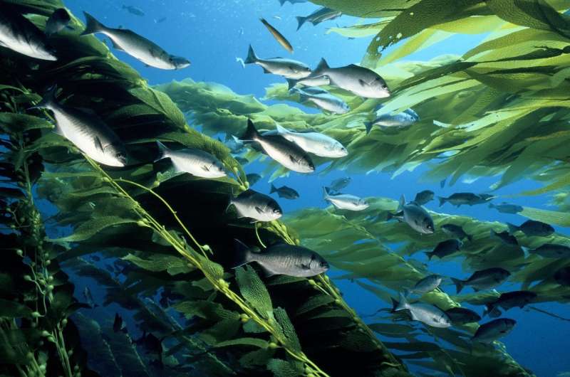 Study: Increasing frequency of ocean storms could alter kelp forest ecosystems