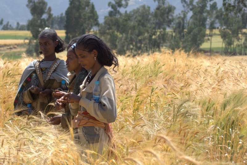 Study in Ethiopia links healthy soils to more nutritious cereals