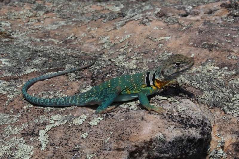 Study links decline in Ozarks lizard population to fire suppression
