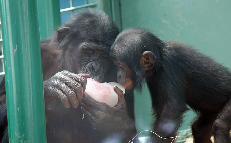 Study of bonobos finds that day care pays off for the babysitters