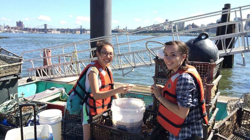 Study offers pearls of wisdom in contested New York oyster restoration