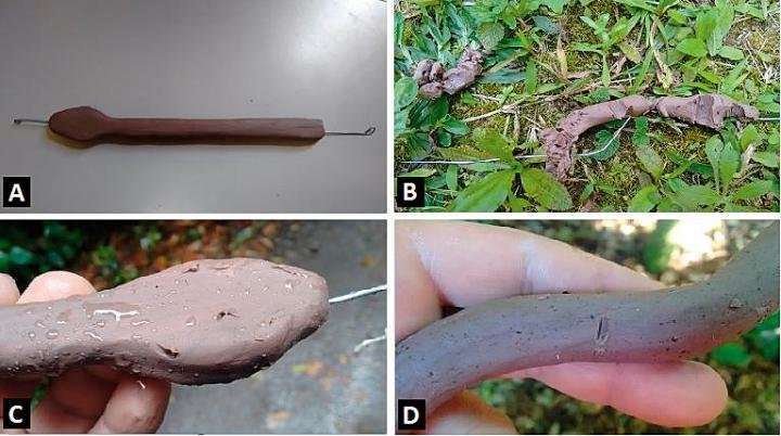 Study on jararaca pit vipers links 'giant' specimens proliferation to predators