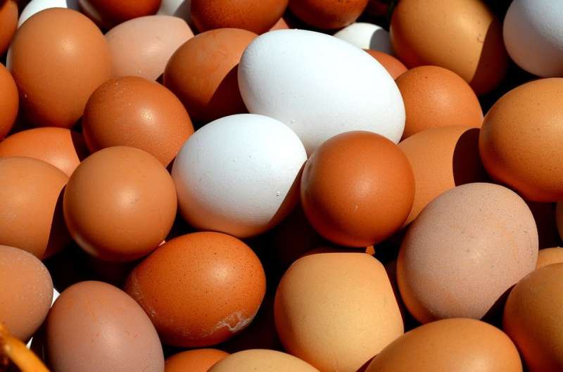 Study paves way for healthier and more robust eggs
