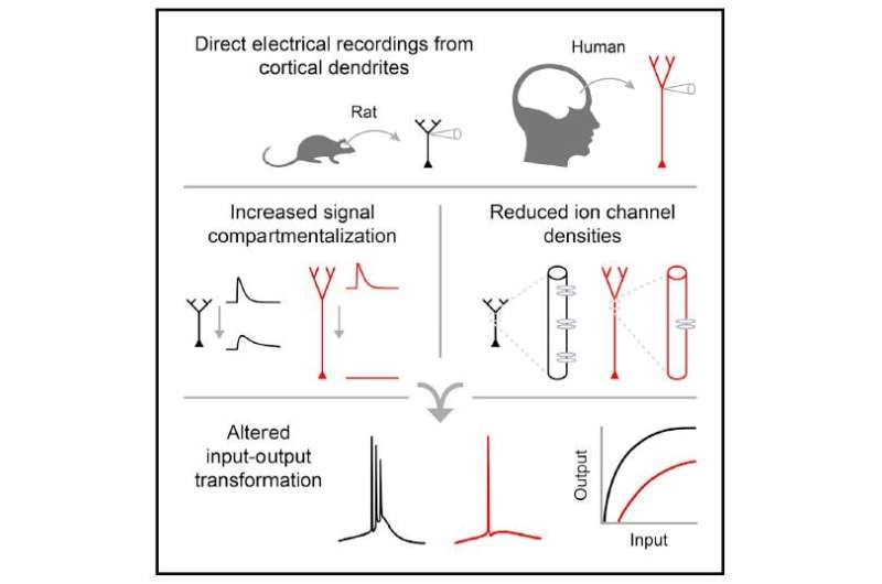 Study pinpoints what makes human neurons unique