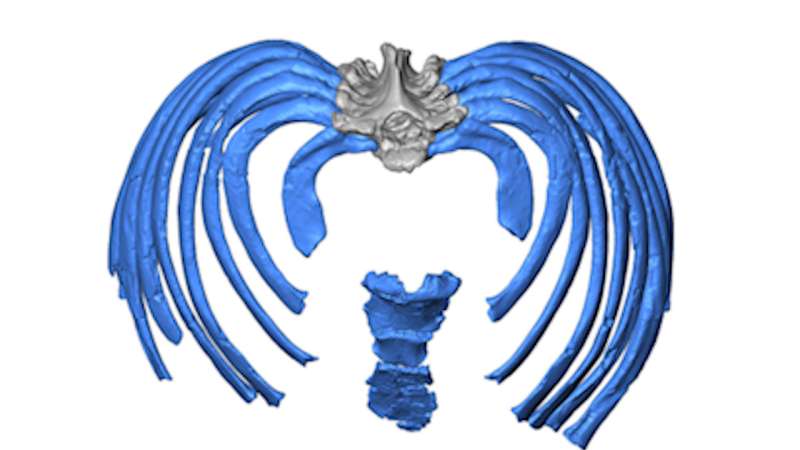 Study reconstructs Neandertal ribcage, offers new clues to ancient human anatomy