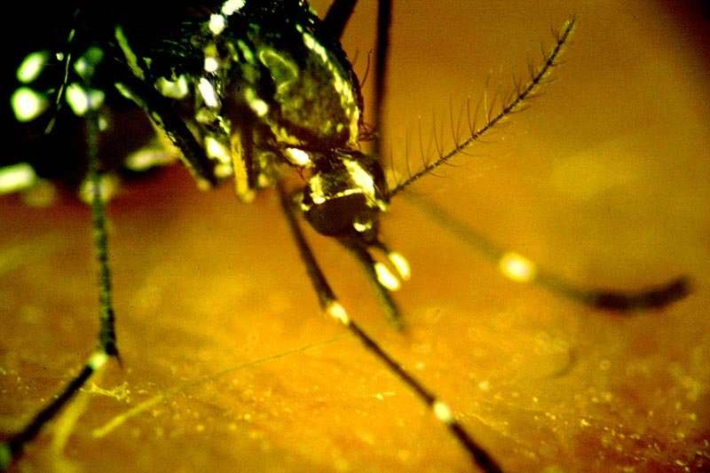 Study shows blood test can differentiate between Zika and dengue