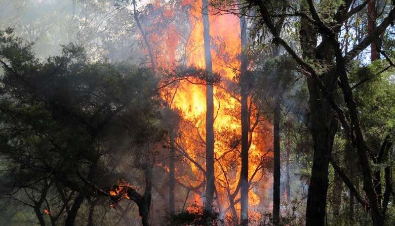 Study shows gully wildlife refuges have high bushfire risk