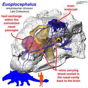 Study shows huge armored dinosaurs battled overheating with nasal air-conditioning