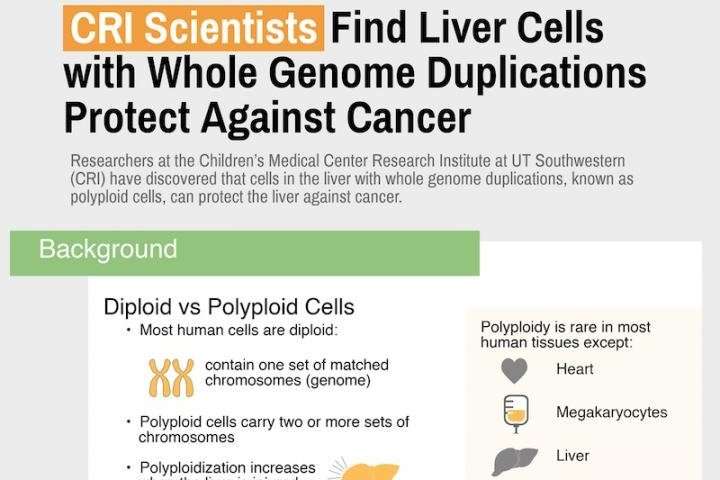 Study shows liver cells with whole genome duplications protect against cancer