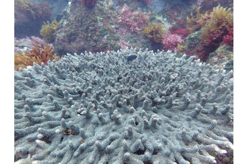 Study shows ocean acidification is having major impact on marine life