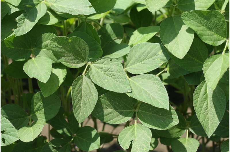 Study suggests new targets for improving soybean oil content