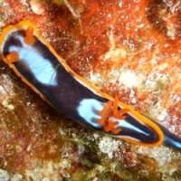 Stunning new species of sea slugs discovered