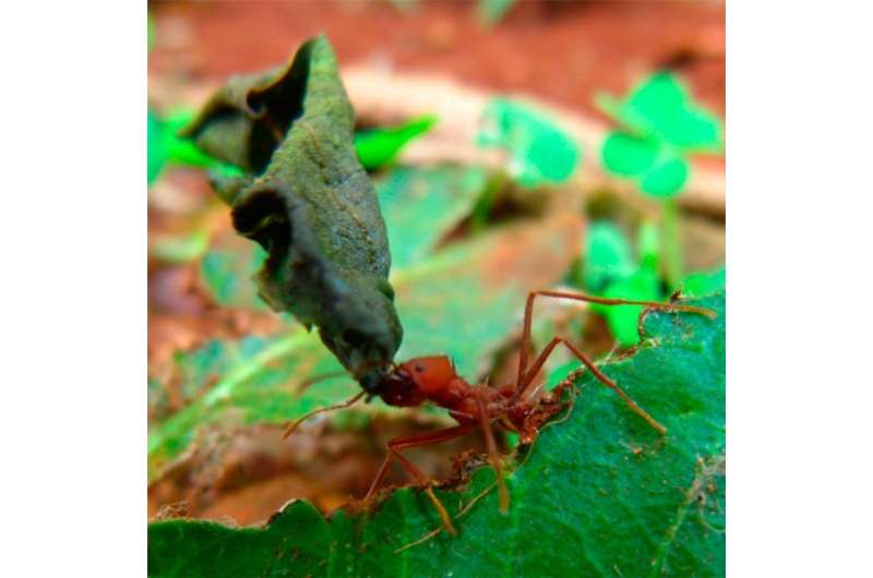Substance that guides ant trail is produced by symbiotic bacteria