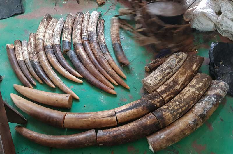 Successful anti-poaching operation leads to five-year conviction for three poachers in Republic of Congo