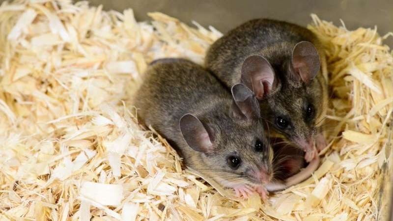 Successful mouse couples talk out infidelity in calm tones