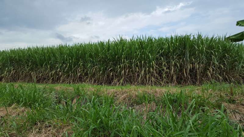 Success is sweet: Researchers unlock the mysteries of the sugarcane genome