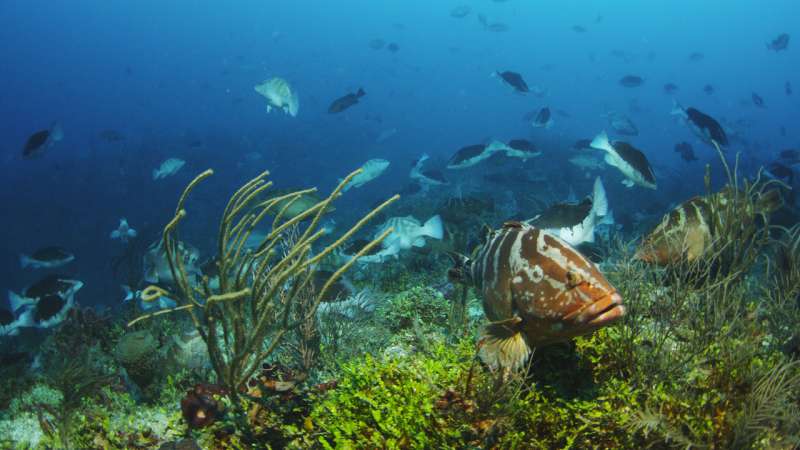 Success of conservation efforts for important Caribbean Reef fish hinges on climate change