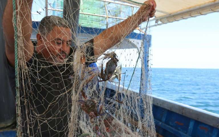 Such was the havoc the blue crab brought to Tunisian fishermen's catches, they nicknamed it &quot;Daesh&quot; after Islamic Stat