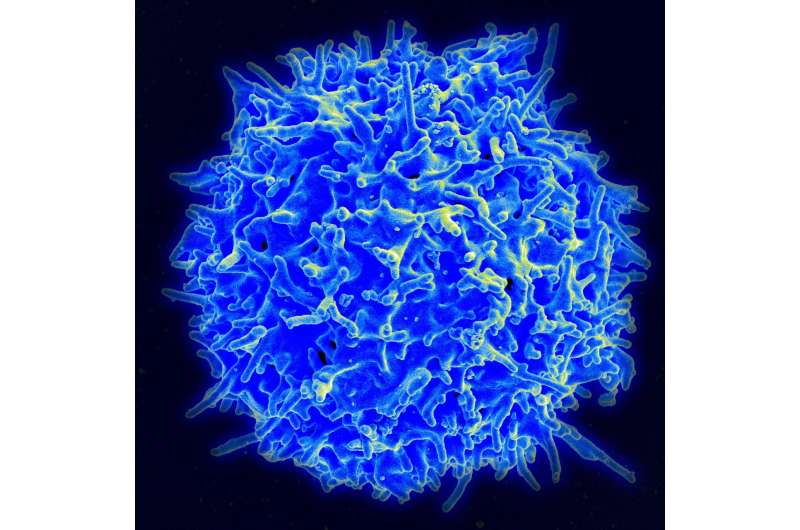 Suicide handshakes kill precursor T cells that pose autoimmune dangers