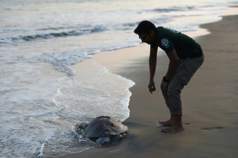 Sumanth Madhav, campaign manager for wildlife for animal welfare charity Humane Society International (HSI), looks at a dead Oli