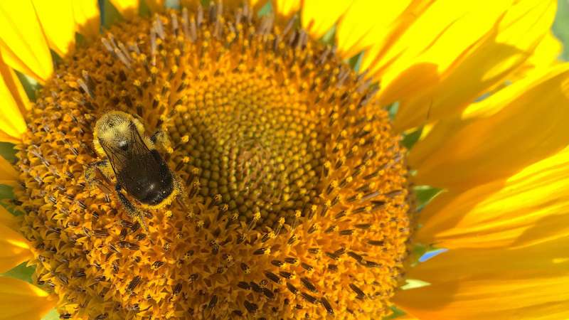 Sunflower pollen has medicinal, protective effects on bees