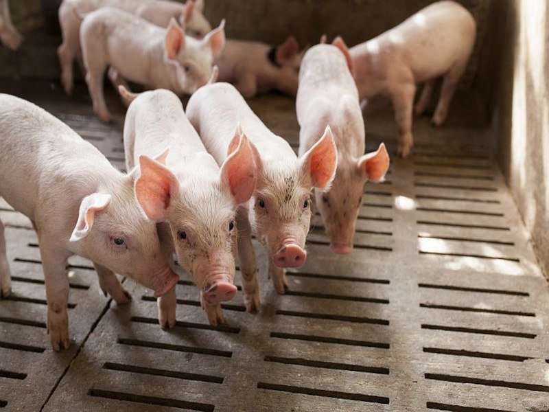 'Superbugs' found in vast majority of U.S. supermarket meat
