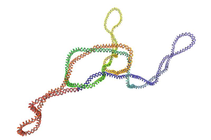 Supercoil me! The art of knotted DNA maintenance