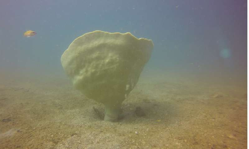 Super-rare giant sponge discovered in seahorse hotspot