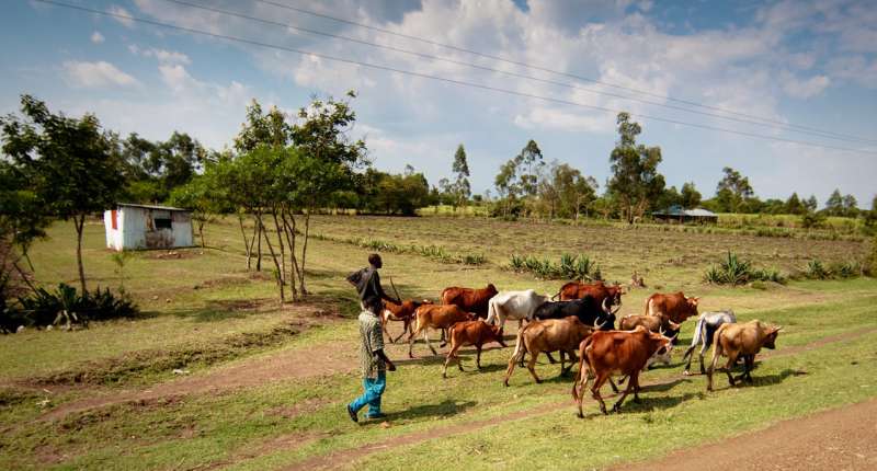 Surveillance of livestock could detect rift valley fever disease before human transmission