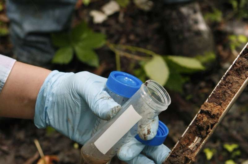 Swamp microbe has pollution-munching power