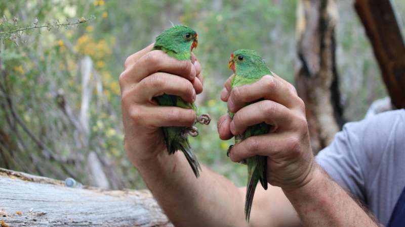 Swift parrot protection agreements are being broken