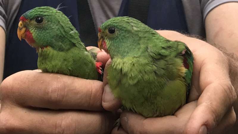Swift parrots bred on predator-free islands at risk of extinction