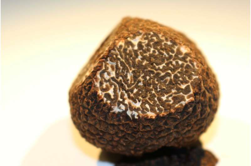 Symbiosis a driver of truffle diversity