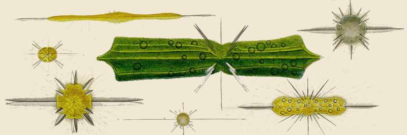 Symbiotic Plankton: Providers or Parasites?