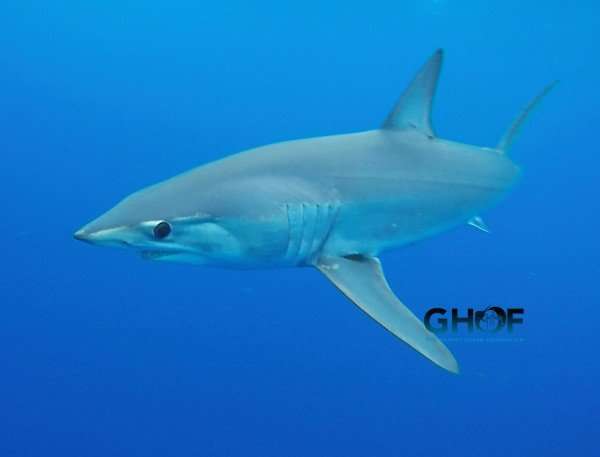 Tagged shortfin mako shark has ocean journey cut short
