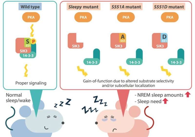 Taking a catnap? Mouse mutation shown to increase need for sleep