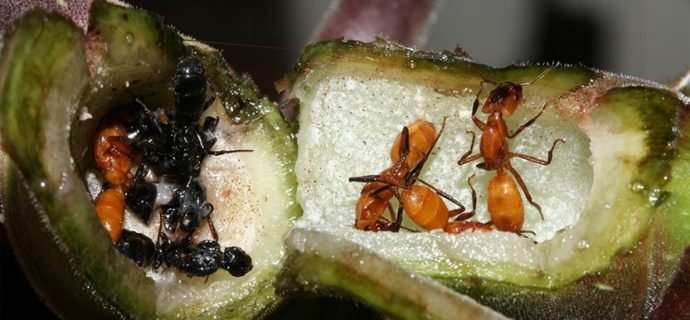 Taking a piece of home with you: Farming fungi in a new Azteca ant colony