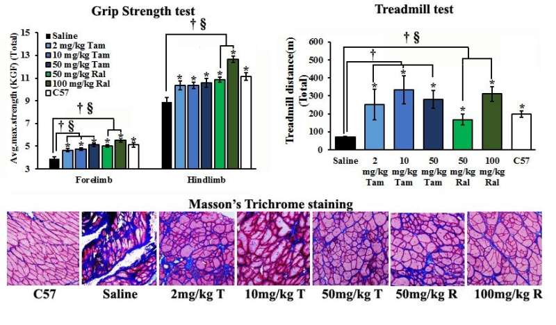 Tamoxifen and raloxifene slow down the progression of muscular dystrophy