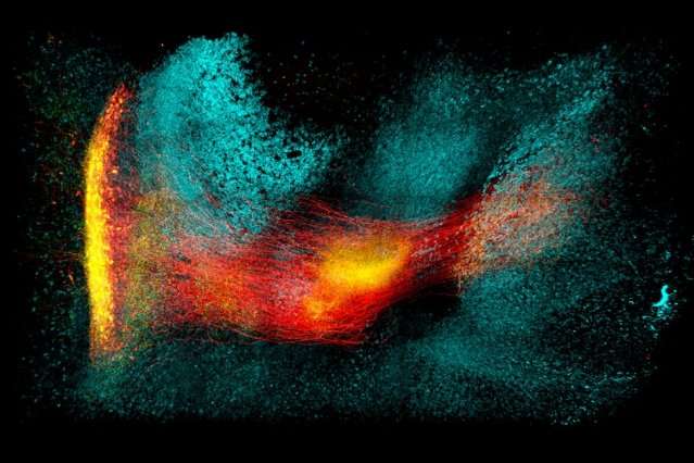 Technique for preserving tissue allows researchers to create maps of neural circuits with single-cell resolution