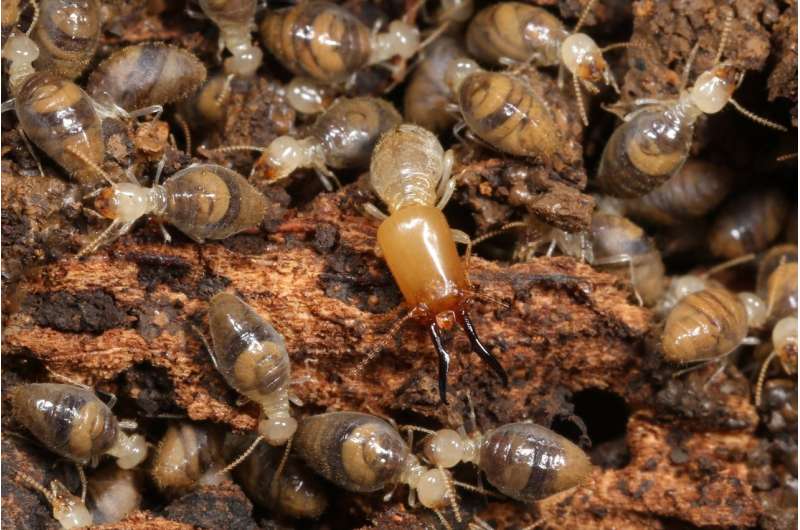Termites' unique gut 'factory' key to global domination