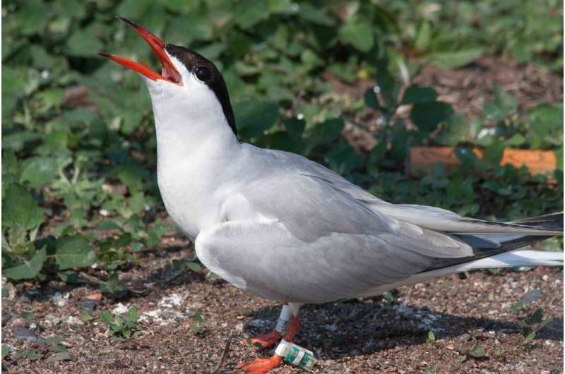 Terns face challenges when they fly south for winter
