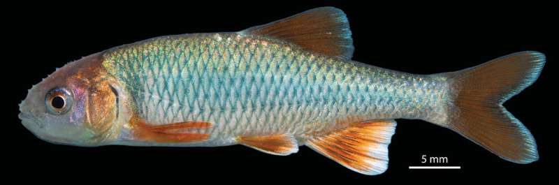 Texas A&amp;M scientists find Mexican endemic fish never identified in US