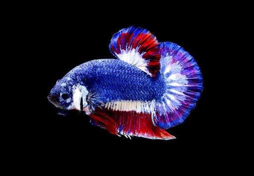 Thailand to honor beautiful, violent Siamese fighting fish
