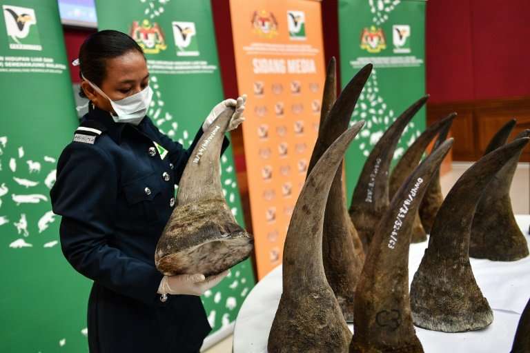 The $12-million rhino horn bust at Kuala Lumpur airport is the biggest ever in Malaysia's history