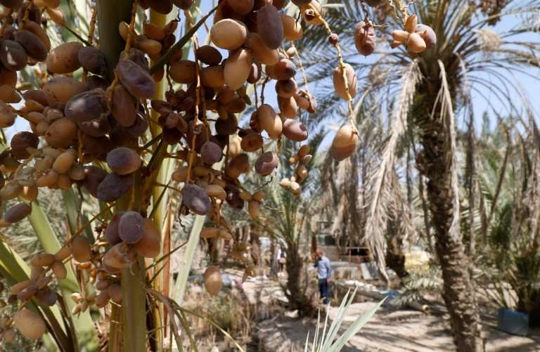 The 1980-1988 Iran-Iraq war decimated the groves of date palms on Iraqi soil, a trader lamented