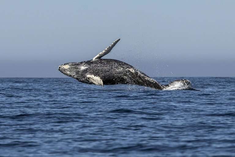 The 89-nation member International Whaling Commission has passed the non-binding  &quot;Florianopolis Declaration&quot; - an agr